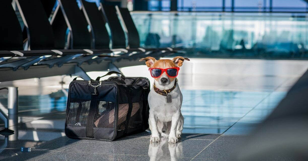 Réglementation sanitaire pour voyager en avion vers l’outre-mer avec votre animal de compagnie !